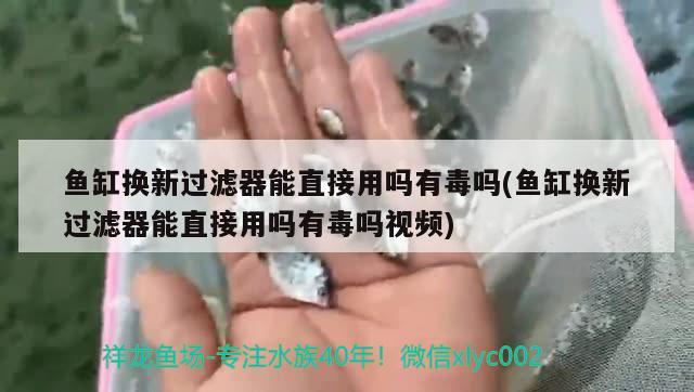 鱼缸换新过滤器能直接用吗有毒吗(鱼缸换新过滤器能直接用吗有毒吗视频) 玫瑰银版鱼