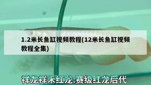 1.2米长鱼缸视频教程(12米长鱼缸视频教程全集) 新加坡号半红龙鱼（练手级红龙鱼）