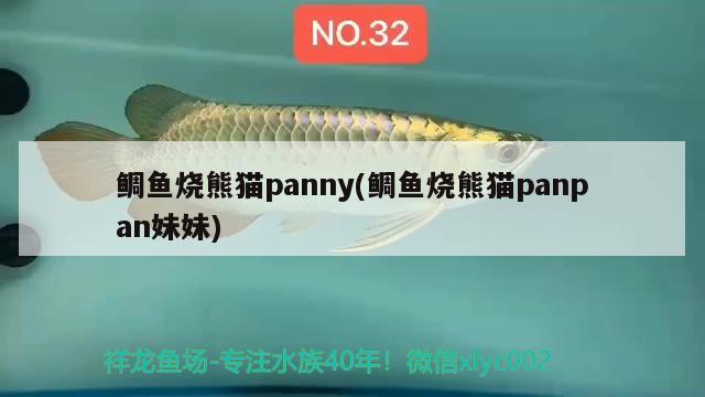 鲷鱼烧熊猫panny(鲷鱼烧熊猫panpan妹妹) 观赏鱼 第2张