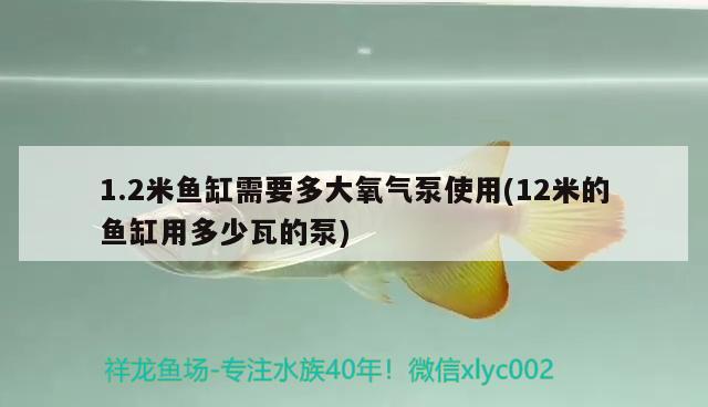 1.2米鱼缸需要多大氧气泵使用(12米的鱼缸用多少瓦的泵) 黄金招财猫鱼