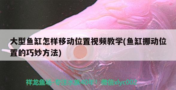 大型鱼缸怎样移动位置视频教学(鱼缸挪动位置的巧妙方法)