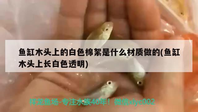 鱼缸木头上的白色棉絮是什么材质做的(鱼缸木头上长白色透明) 豹纹夫鱼苗