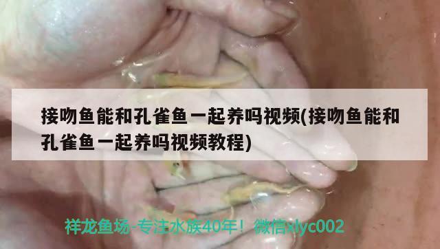 接吻鱼能和孔雀鱼一起养吗视频(接吻鱼能和孔雀鱼一起养吗视频教程)