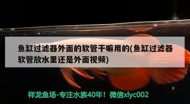 鱼缸过滤器外面的软管干嘛用的(鱼缸过滤器软管放水里还是外面视频) 其它水族用具设备 第1张