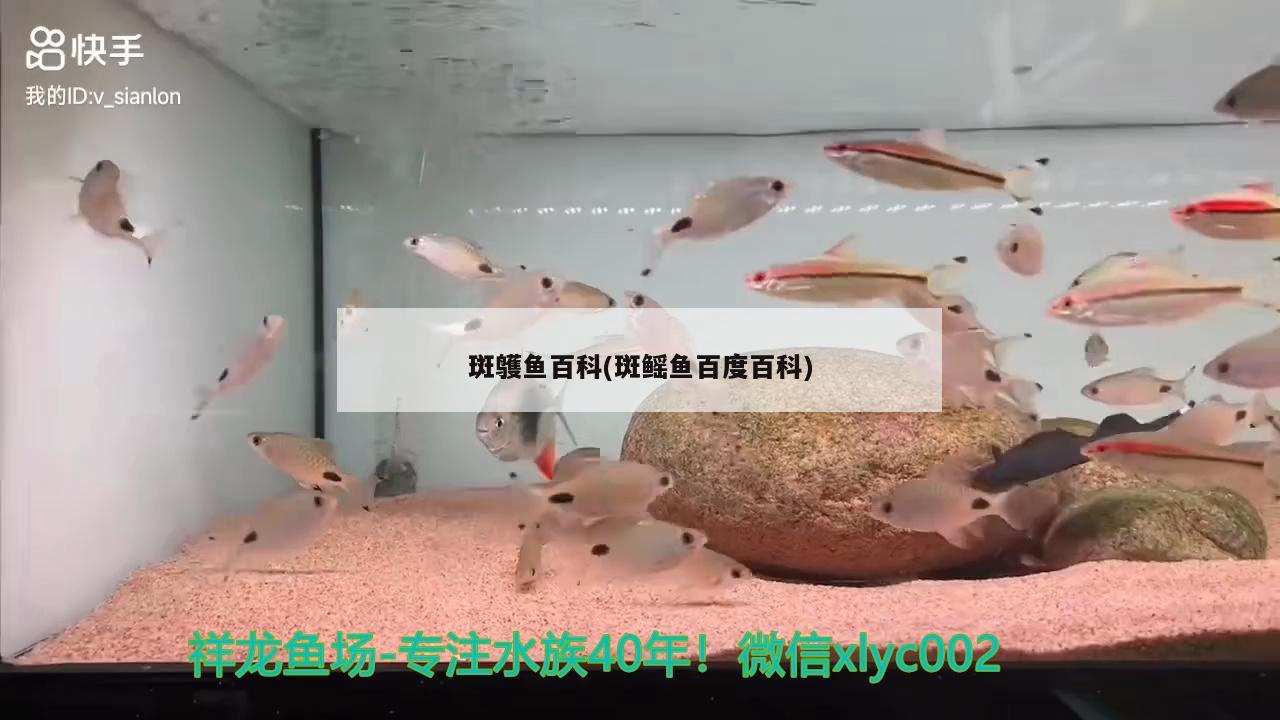 斑鹱鱼百科(斑鳐鱼百度百科)