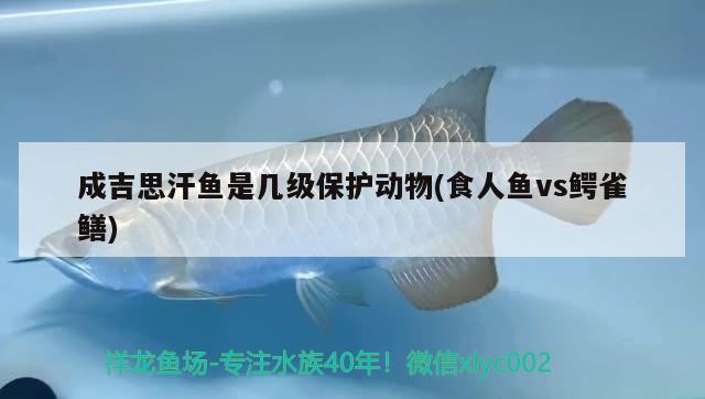 成吉思汗鱼是几级保护动物(食人鱼vs鳄雀鳝) 食人鱼（水虎）