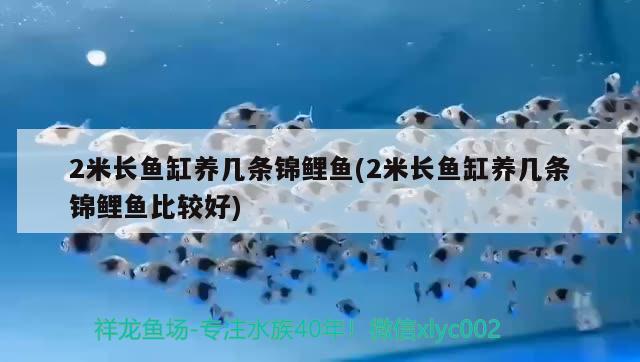 2米长鱼缸养几条锦鲤鱼(2米长鱼缸养几条锦鲤鱼比较好) 白化巴西龟（白巴）