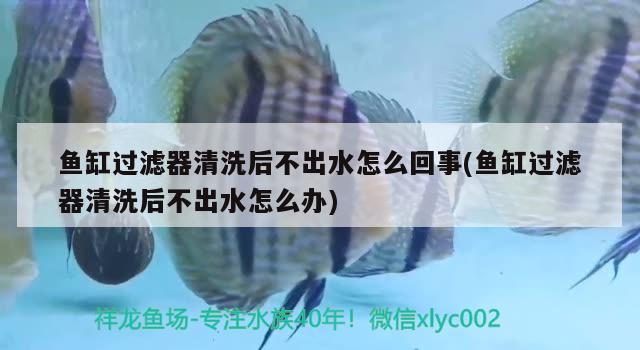 鱼缸过滤器清洗后不出水怎么回事(鱼缸过滤器清洗后不出水怎么办) 月光鸭嘴鱼 第1张