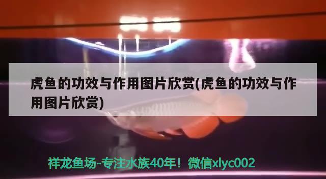 虎鱼的功效与作用图片欣赏(虎鱼的功效与作用图片欣赏)