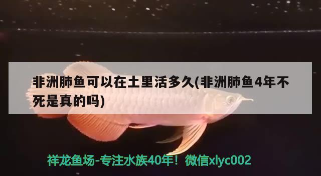 非洲肺鱼可以在土里活多久(非洲肺鱼4年不死是真的吗)