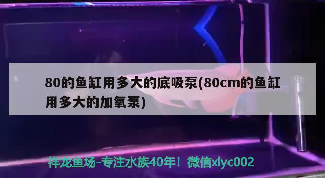 80的鱼缸用多大的底吸泵(80cm的鱼缸用多大的加氧泵) 祥龙超血红龙鱼