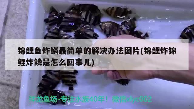 锦鲤鱼炸鳞最简单的解决办法图片(锦鲤炸锦鲤炸鳞是怎么回事儿) 观赏鱼