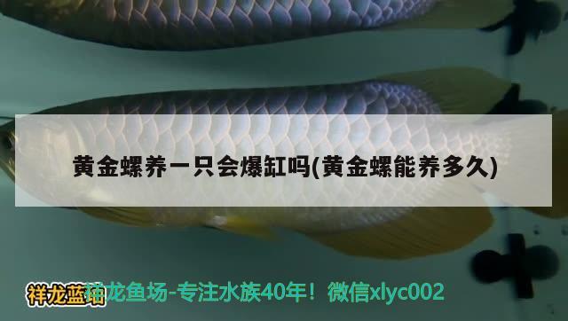 黄金螺养一只会爆缸吗(黄金螺能养多久) 观赏鱼 第3张