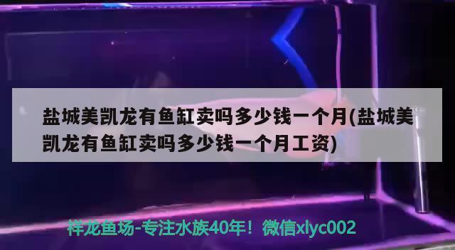 盐城美凯龙有鱼缸卖吗多少钱一个月(盐城美凯龙有鱼缸卖吗多少钱一个月工资) 虎鱼鱼苗