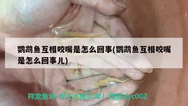 鹦鹉鱼互相咬嘴是怎么回事(鹦鹉鱼互相咬嘴是怎么回事儿)