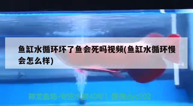 鱼缸水循环坏了鱼会死吗视频(鱼缸水循环慢会怎么样)