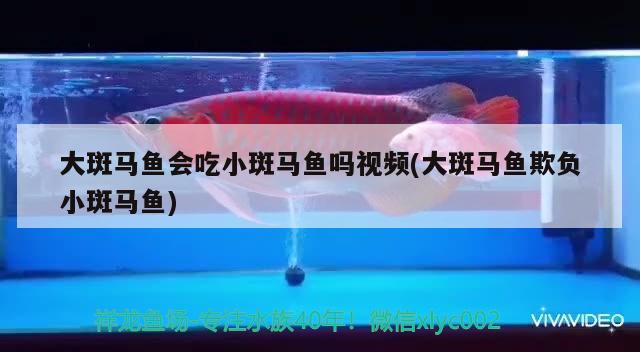 大斑马鱼会吃小斑马鱼吗视频(大斑马鱼欺负小斑马鱼) 观赏鱼