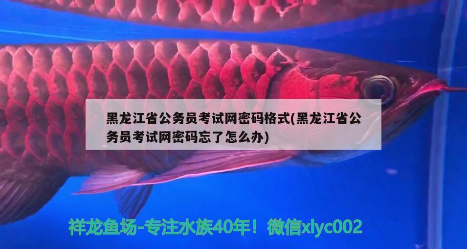 黑龙江省公务员考试网密码格式(黑龙江省公务员考试网密码忘了怎么办) 观赏鱼