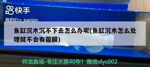 鱼缸沉木沉不下去怎么办呢(鱼缸沉木怎么处理就不会有菌膜) 养鱼的好处