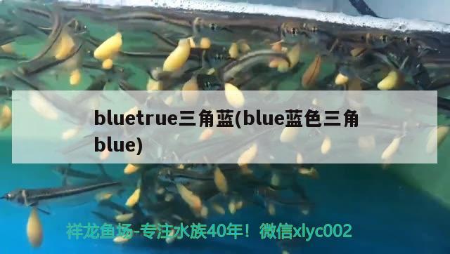 bluetrue三角蓝(blue蓝色三角blue) 观赏鱼