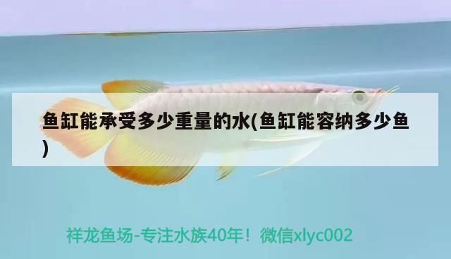 鱼缸能承受多少重量的水(鱼缸能容纳多少鱼) 白子关刀鱼苗
