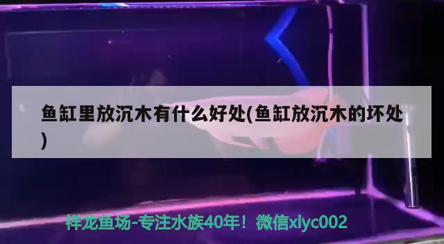 鱼缸里放沉木有什么好处(鱼缸放沉木的坏处)