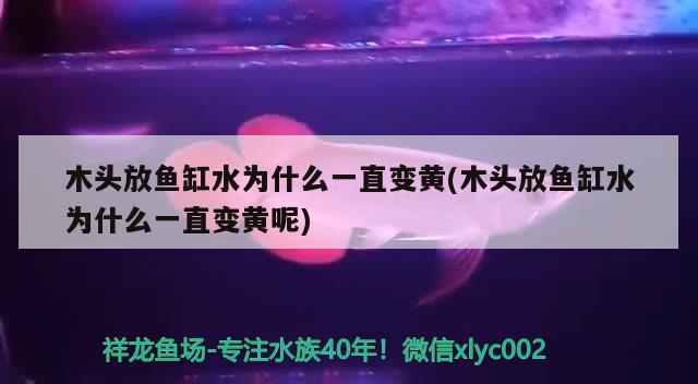 木头放鱼缸水为什么一直变黄(木头放鱼缸水为什么一直变黄呢) 广州水族器材滤材批发市场