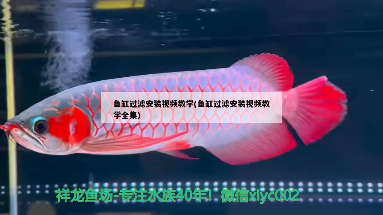 鱼缸过滤安装视频教学(鱼缸过滤安装视频教学全集) 水族杂谈 第3张