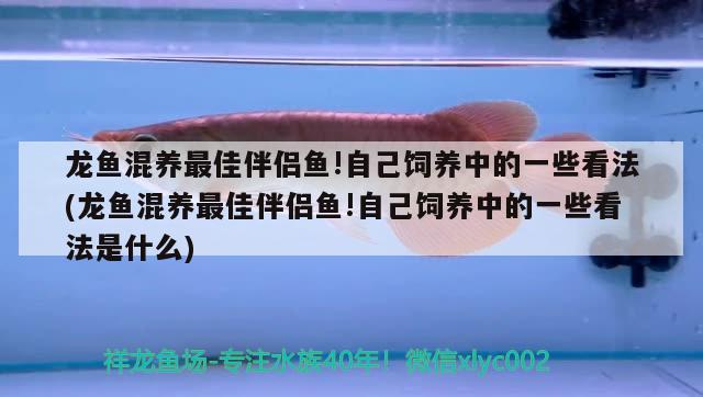 龙鱼混养最佳伴侣鱼!自己饲养中的一些看法(龙鱼混养最佳伴侣鱼!自己饲养中的一些看法是什么)