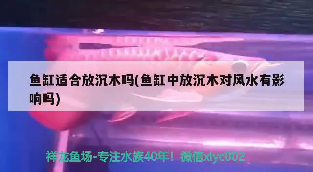 鱼缸适合放沉木吗(鱼缸中放沉木对风水有影响吗) 鱼缸风水