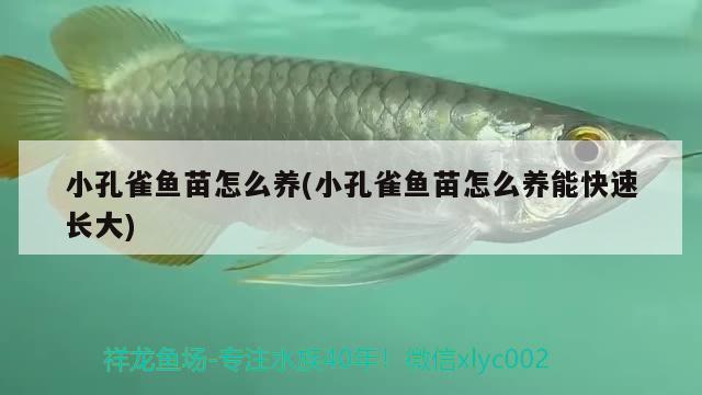 小孔雀鱼苗怎么养(小孔雀鱼苗怎么养能快速长大) 观赏鱼