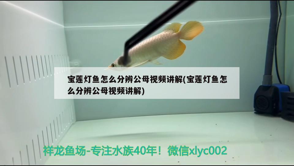 宝莲灯鱼怎么分辨公母视频讲解(宝莲灯鱼怎么分辨公母视频讲解) 观赏鱼