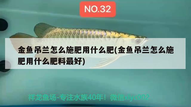 金鱼吊兰怎么施肥用什么肥(金鱼吊兰怎么施肥用什么肥料最好) 肥料