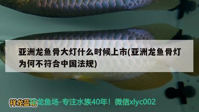 亚洲龙鱼骨大灯什么时候上市(亚洲龙鱼骨灯为何不符合中国法规) 观赏鱼