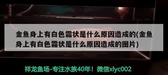 金鱼身上有白色霜状是什么原因造成的(金鱼身上有白色霜状是什么原因造成的图片) 观赏鱼