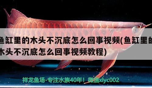 鱼缸里的木头不沉底怎么回事视频(鱼缸里的木头不沉底怎么回事视频教程)