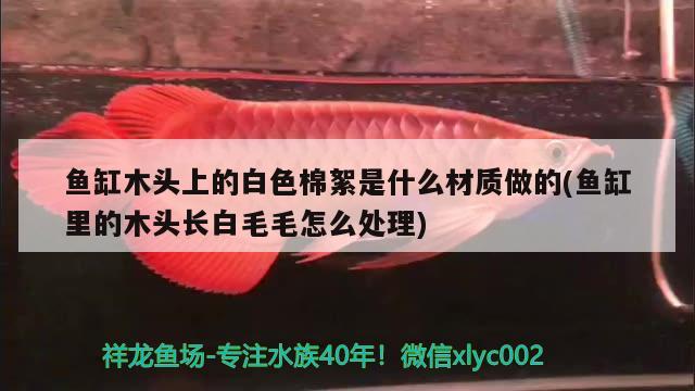 鱼缸木头上的白色棉絮是什么材质做的(鱼缸里的木头长白毛毛怎么处理) 其他益生菌