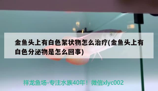 金鱼头上有白色絮状物怎么治疗(金鱼头上有白色分泌物是怎么回事) 观赏鱼