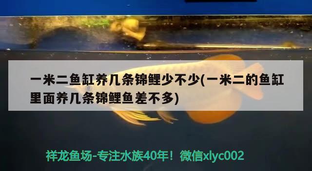 一米二鱼缸养几条锦鲤少不少(一米二的鱼缸里面养几条锦鲤鱼差不多)