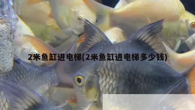 2米鱼缸进电梯(2米鱼缸进电梯多少钱) 广州祥龙国际水族贸易
