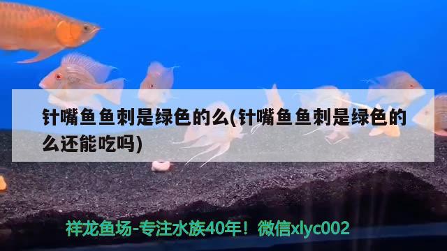 针嘴鱼鱼刺是绿色的么(针嘴鱼鱼刺是绿色的么还能吃吗) 观赏鱼