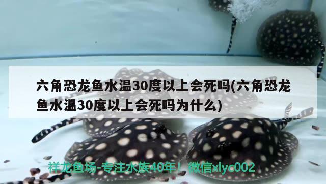 六角恐龙鱼水温30度以上会死吗(六角恐龙鱼水温30度以上会死吗为什么)