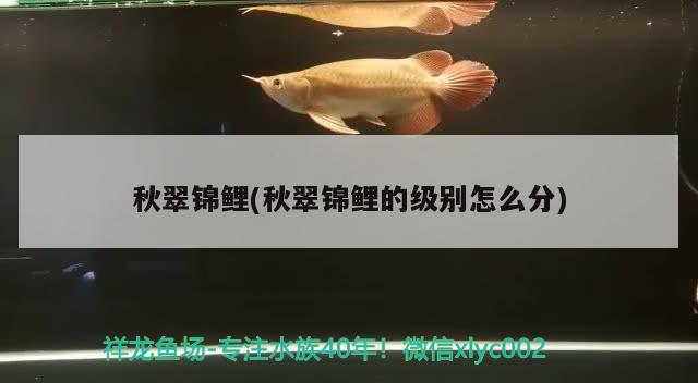 秋翠锦鲤(秋翠锦鲤的级别怎么分)