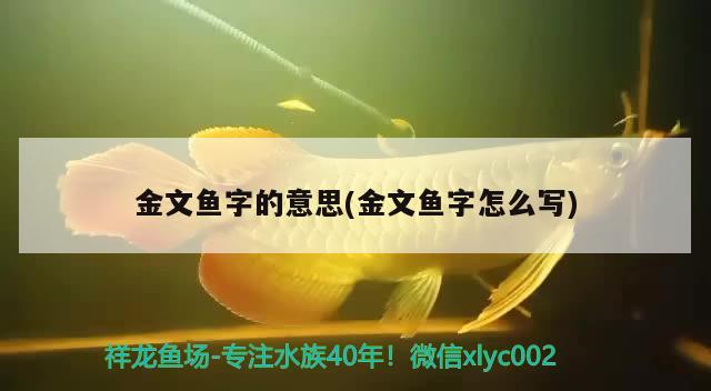 金文鱼字的意思(金文鱼字怎么写)