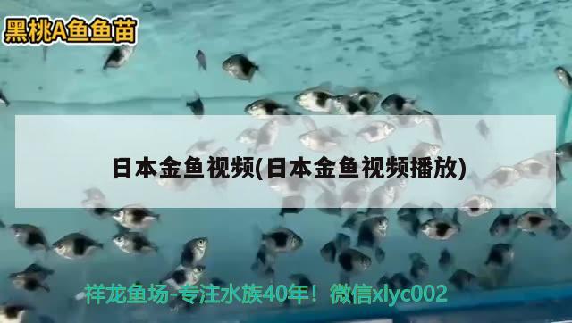 日本金鱼视频(日本金鱼视频播放) 观赏鱼