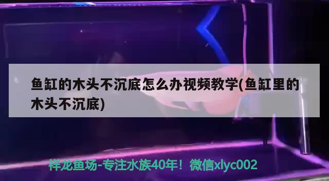 鱼缸的木头不沉底怎么办视频教学(鱼缸里的木头不沉底) 海水鱼（海水鱼批发）