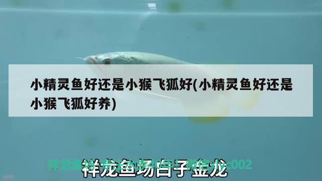 小精灵鱼好还是小猴飞狐好(小精灵鱼好还是小猴飞狐好养)