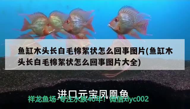 鱼缸木头长白毛棉絮状怎么回事图片(鱼缸木头长白毛棉絮状怎么回事图片大全)