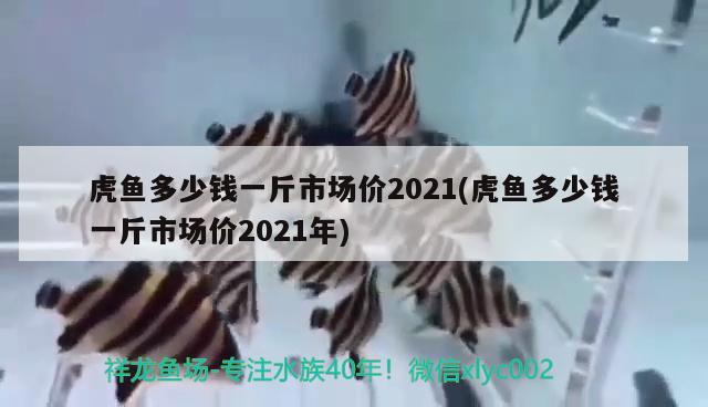 虎鱼多少钱一斤市场价2021(虎鱼多少钱一斤市场价2021年)