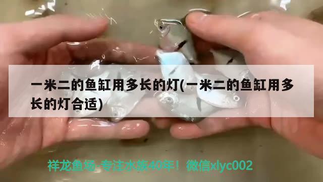 一米二的鱼缸用多长的灯(一米二的鱼缸用多长的灯合适)